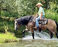 athletic-draft-horse