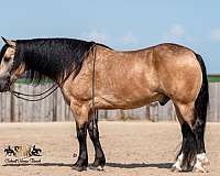 draft-horse