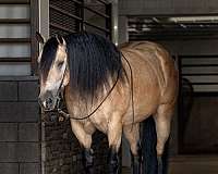 flashy-draft-horse