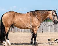 husband-safe-draft-horse