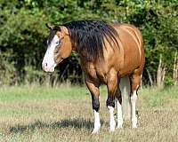 athletic-quarter-horse