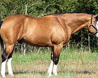 flashy-quarter-horse