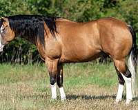 husband-safe-quarter-horse