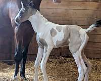 halter-oldenburg-thoroughbred-horse