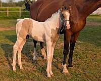 dressage-oldenburg-thoroughbred-horse
