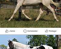 homozygous-oldenburg-thoroughbred-horse