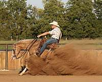 athletic-quarter-horse