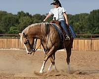 flashy-quarter-horse