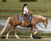 husband-safe-quarter-horse