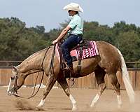 performance-quarter-horse