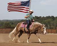 ranch-quarter-horse