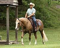 ranch-versatility-quarter-horse