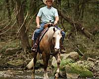 ranch-work-quarter-horse