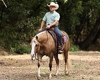 reining-quarter-horse