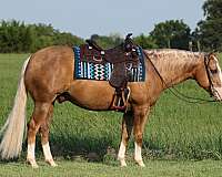 roping-quarter-horse