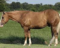 show-quarter-horse