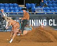 trail-quarter-horse