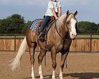 western-riding-quarter-horse