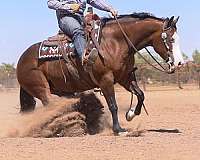 athletic-quarter-horse