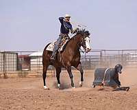 breeding-quarter-horse