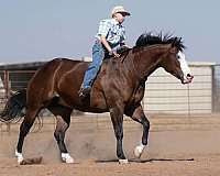 flashy-quarter-horse