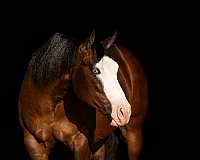 husband-safe-quarter-horse