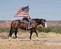 jumping-quarter-horse