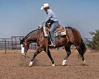 kid-safe-quarter-horse