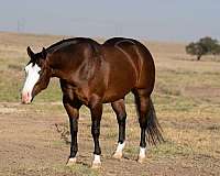 performance-quarter-horse