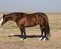 ranch-quarter-horse