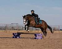 ranch-versatility-quarter-horse
