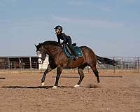 ranch-work-quarter-horse