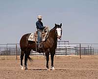 reining-quarter-horse