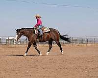 ridden-english-quarter-horse