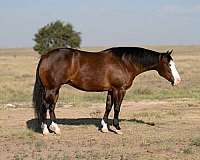 ridden-western-quarter-horse
