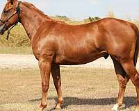 solo-select-quarter-horse