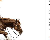 the-animal-gelding