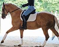 athletic-friesian-horse