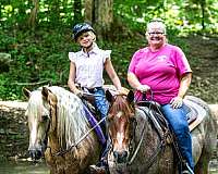 driving-friesian-horse
