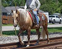 flashy-friesian-horse