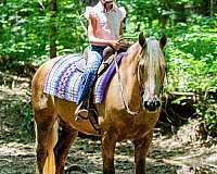 performance-friesian-horse