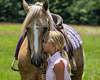 ranch-friesian-horse