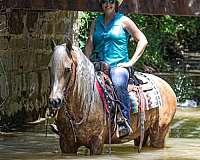 ranch-work-friesian-horse