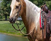 ridden-english-friesian-horse