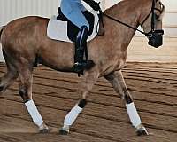 ridden-western-friesian-horse