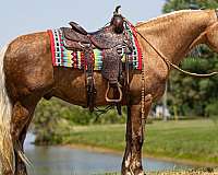 roping-friesian-horse