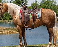 show-friesian-horse