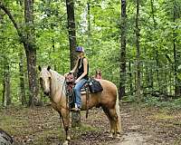 show-hack-friesian-horse