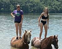 sporthorse-friesian-horse