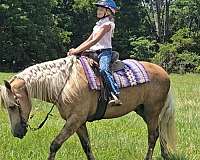 sport-friesian-horse